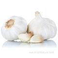 Sell Fresh Vegetable Garlic Bulk Price